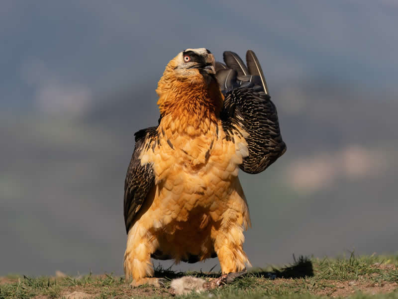 The wonder by Paola Dova Fenini, Switzerland - Academy Photo Awards 2026 Bird Winners