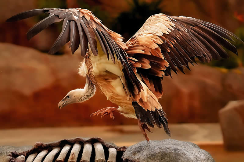 Takeaway Ribs by Ken Ang, Singapore - Academy Photo Awards 2026 Bird Winners