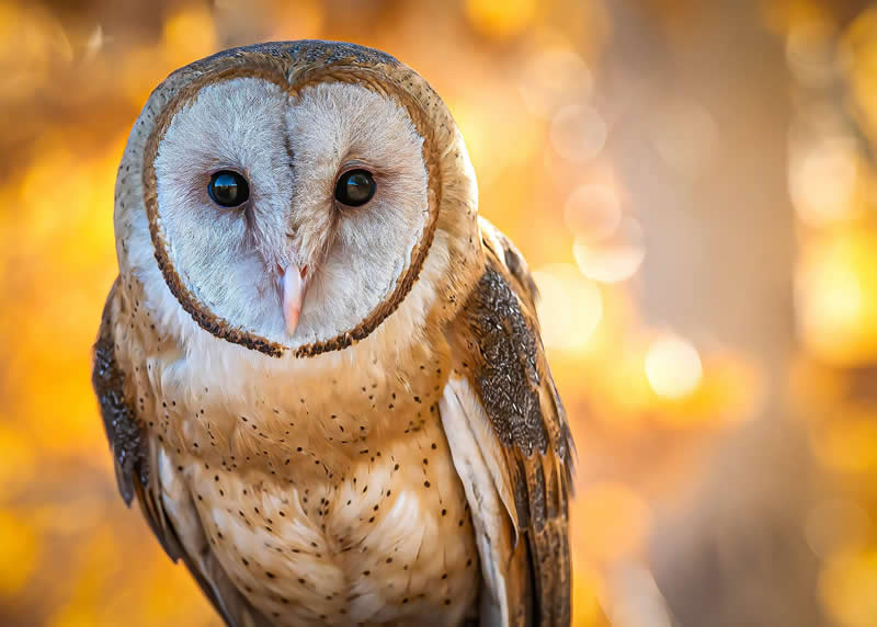 Nyx by Reagle Photography, United States (US) - Academy Photo Awards 2026 Bird Winners