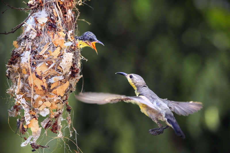 Purple Sunbird by Aye Chan Tun, Myanmar - Academy Photo Awards 2026 Bird Winners