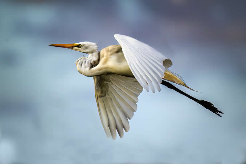 Off and away by Gregory Tansell, Australia - Academy Photo Awards 2026 Bird Winners