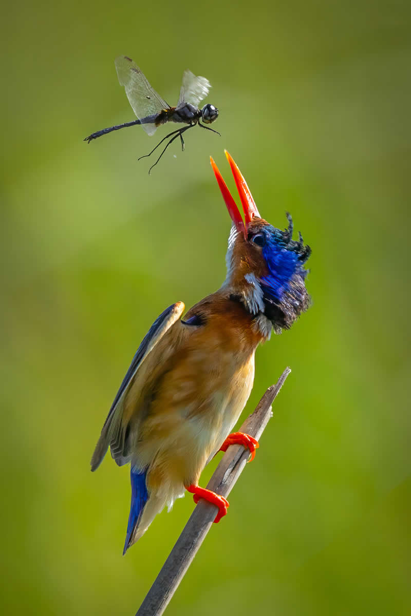 Brief Encounter by John Grusd, United States (US) - Academy Photo Awards 2026 Bird Winners