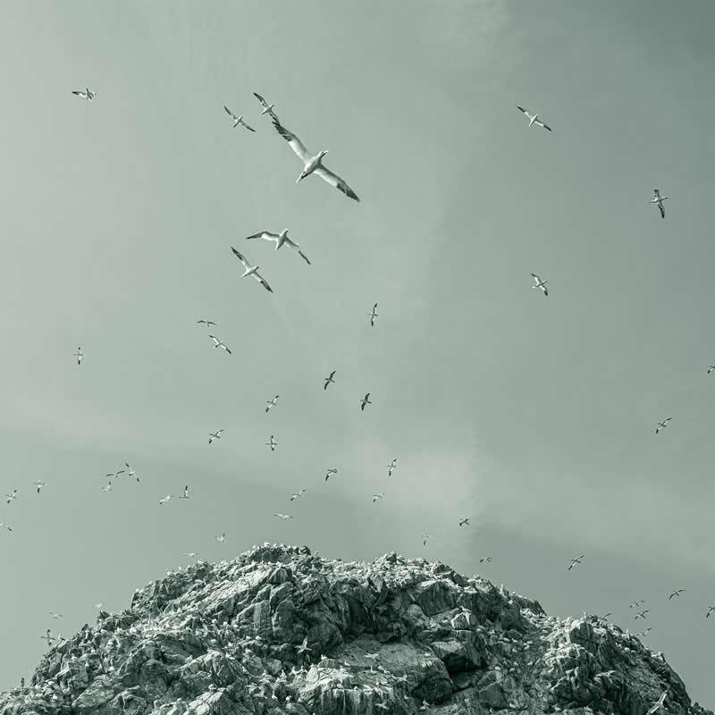 Celestial Calligraphy: Northern Gannets by Marcel van Beek, Germany - Academy Photo Awards 2026 Bird Winners
