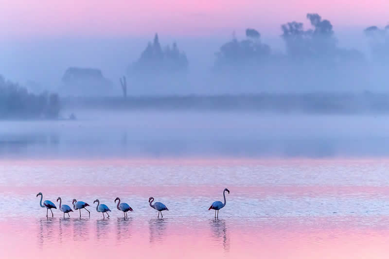 The individual by H&aring;kan Liljenberg, Sweden - Academy Photo Awards 2026 Bird Winners