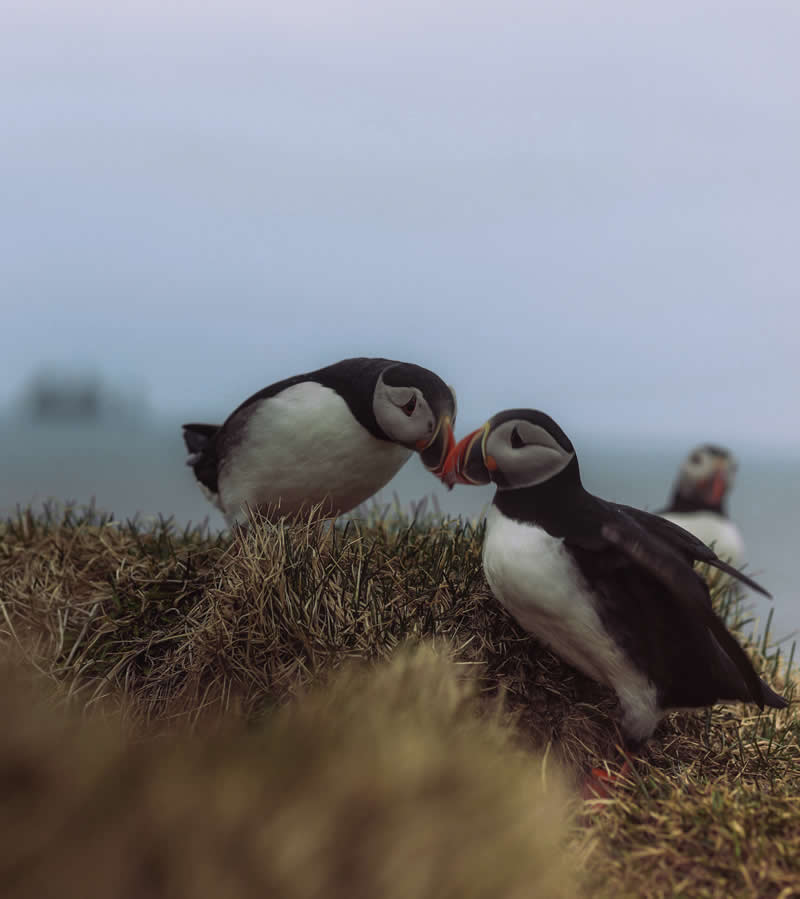 Birds in love by Konstantina Agapitou, Greece - Academy Photo Awards 2026 Bird Winners