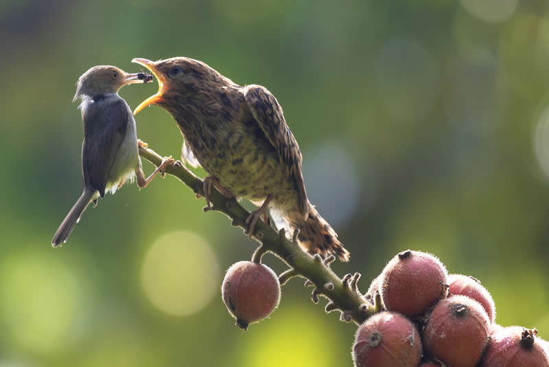 Kedasih Bird by Dikye Ariani, Indonesia - Academy Photo Awards 2026 Bird Winners