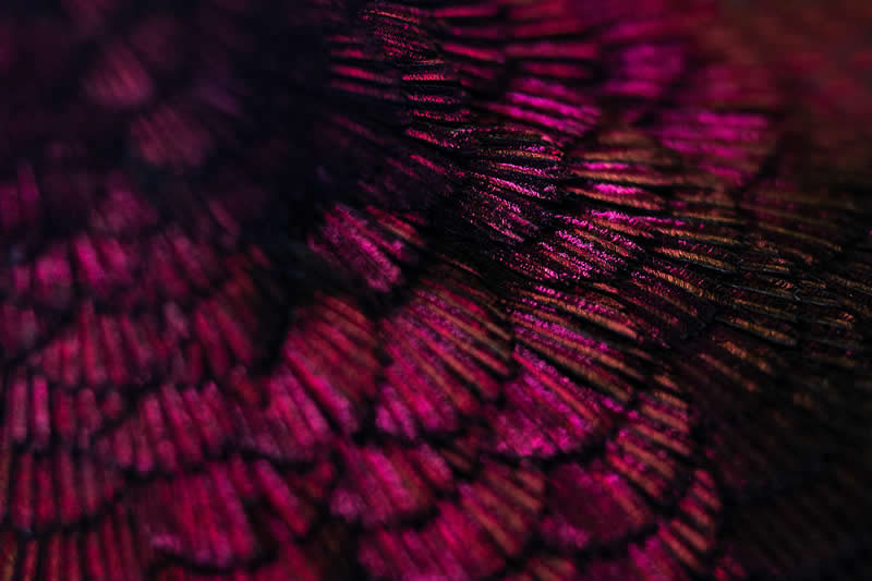 Feathers by Zoltan Toth, United States (US) - Academy Photo Awards 2026 Bird Winners