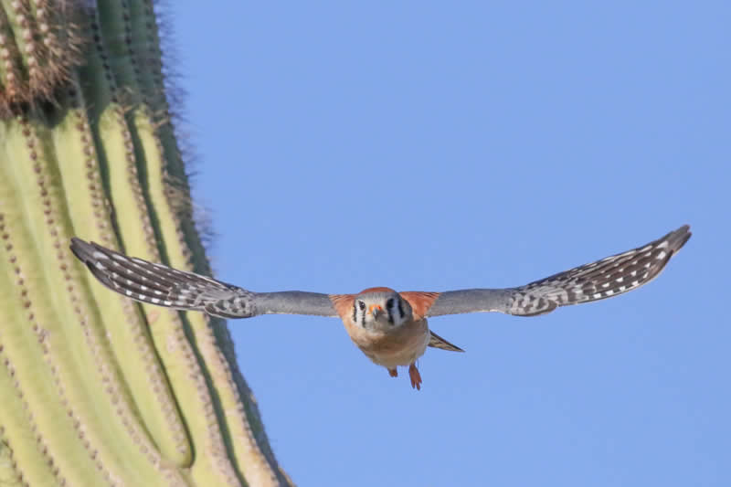 American Kestrel by Alexandra Buxbaum, United States (US) - Academy Photo Awards 2026 Bird Winners