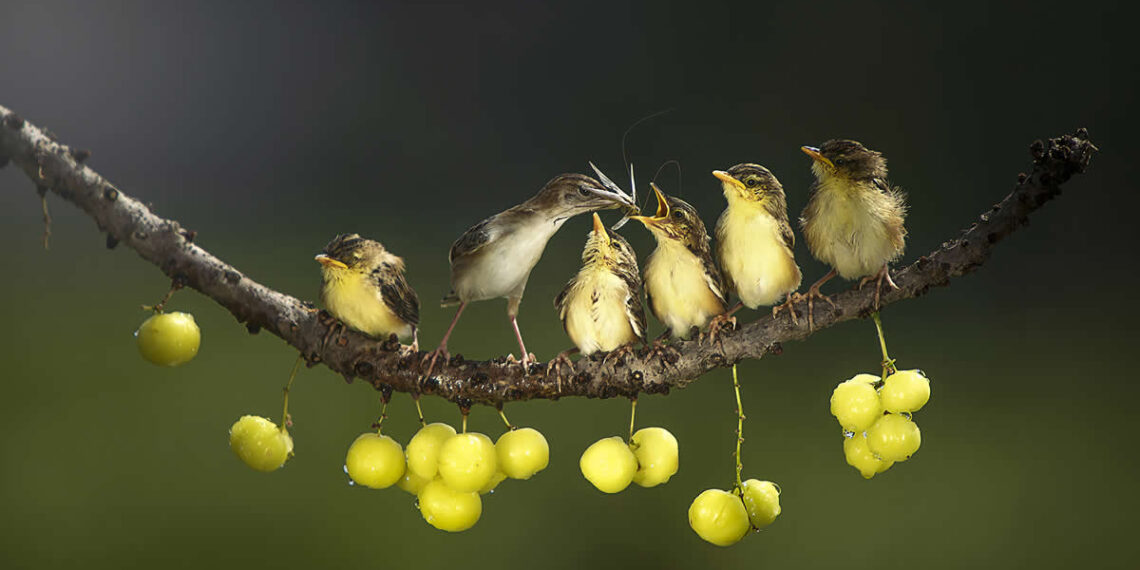 Academy Photo Awards 2026 Bird Winners