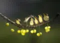 Academy Photo Awards 2026 Bird Winners