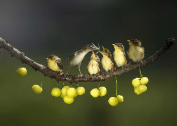 Feathers, Flight, and Drama: 36 Winning Bird Photos From the Academy Photo Awards 2026 27 Academy Photo Awards 2026 Bird Winners