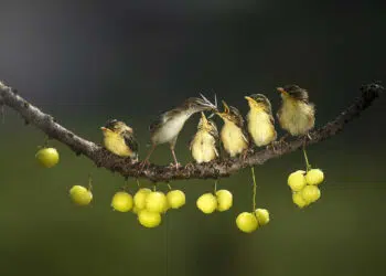Academy Photo Awards 2026 Bird Winners