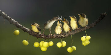 Academy Photo Awards 2026 Bird Winners