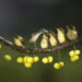 Academy Photo Awards 2026 Bird Winners