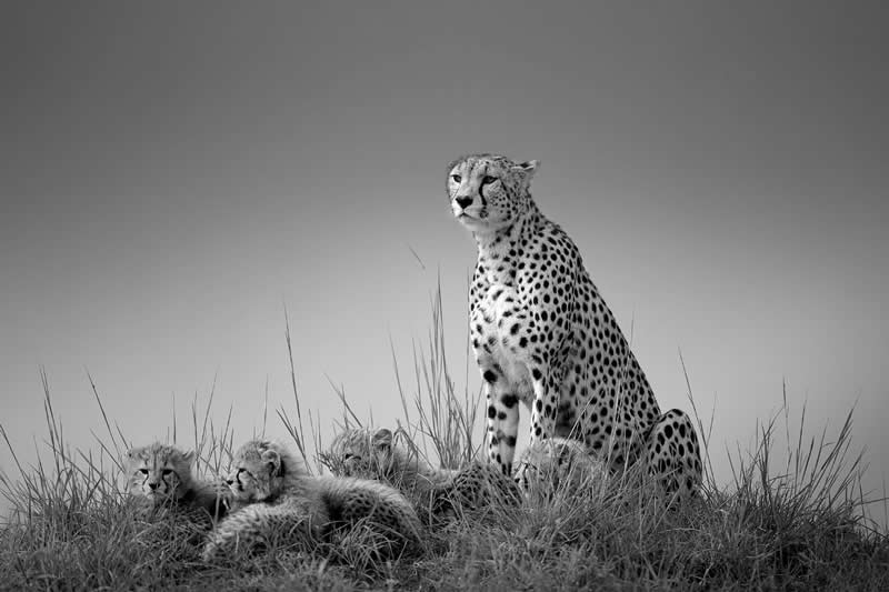 Cheetah with cubs by Johan Willems, Belgium - Academy Photo Awards 2026 Wildlife Winners