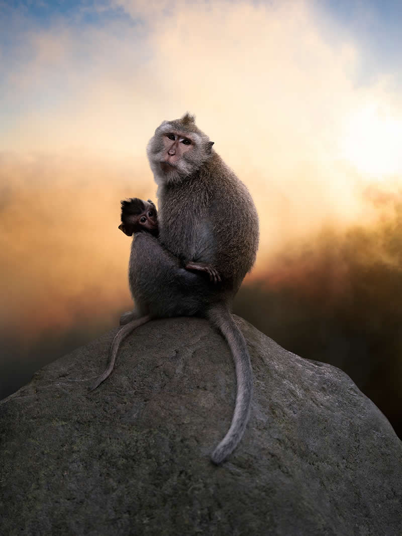 Mother Monkey by Alice Zilberberg, Canada - Academy Photo Awards 2026 Wildlife Winners