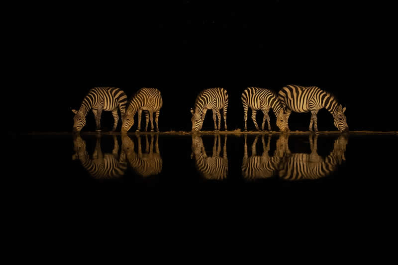 Night Photography by Johan Willems, Belgium - Academy Photo Awards 2026 Wildlife Winners