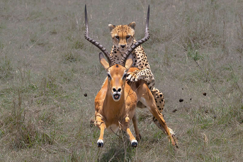 The Last Moment by Xuejun Long, China - Academy Photo Awards 2026 Wildlife Winners