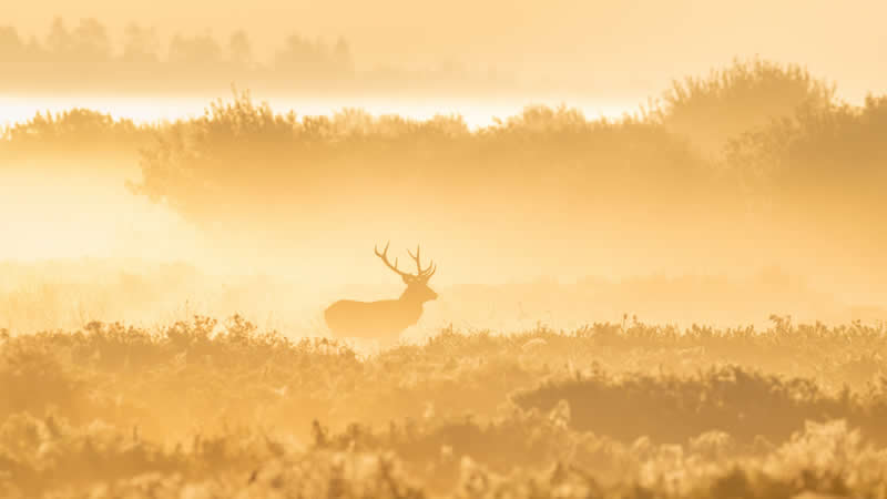 Golden Levitation by Allan Andersen, Denmark - Academy Photo Awards 2026 Wildlife Winners