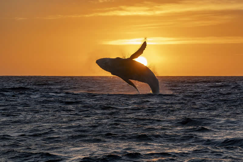 The Golden Whale by Andrea Izzotti, Italy - Academy Photo Awards 2026 Wildlife Winners
