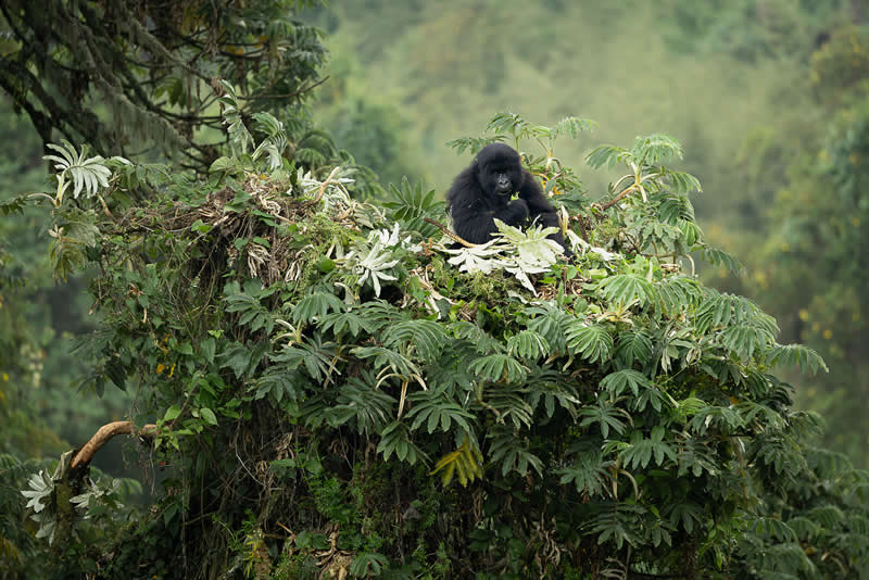 Breakfast at the nest by Benoit Rondelet, Belgium - Academy Photo Awards 2026 Wildlife Winners