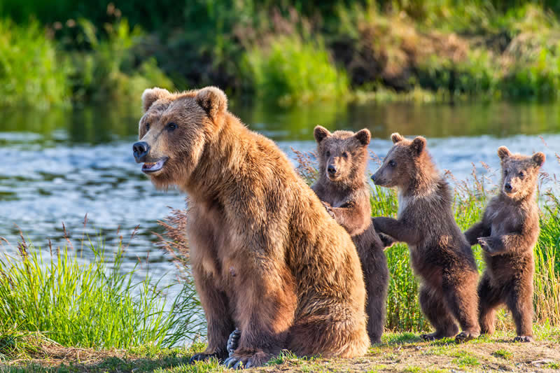 High Alert by Tom Fenske, United States (US) - Academy Photo Awards 2026 Wildlife Winners