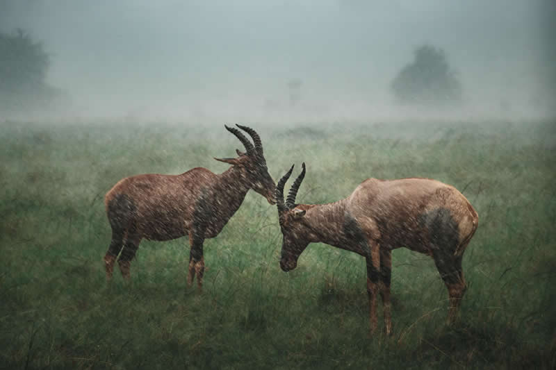 Etched in Rain by Agniva Kolay, India - Academy Photo Awards 2026 Wildlife Winners