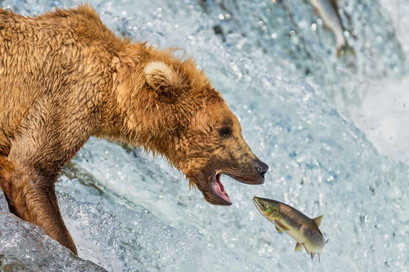 Anticipation by Tom Fenske, United States (US) - Academy Photo Awards 2026 Wildlife Winners