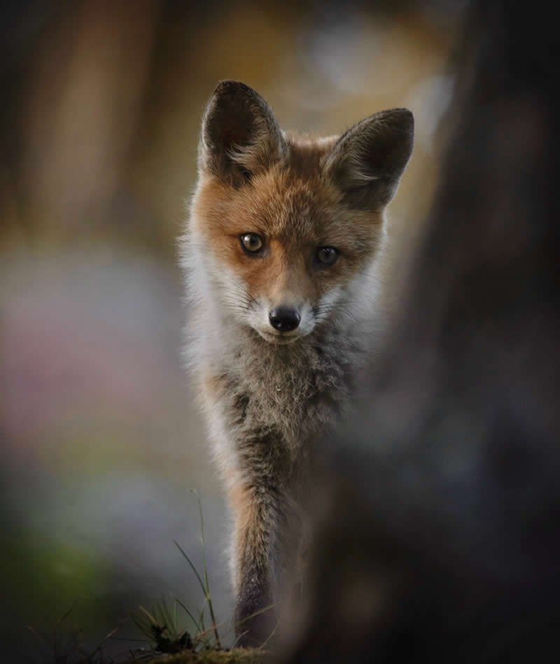 The Fox Cub Behind the Tree by Magnus Laupa, Sweden - Academy Photo Awards 2026 Wildlife Winners