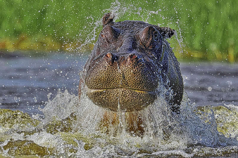 Hippos by Gabriela Staebler, Germany - Academy Photo Awards 2026 Wildlife Winners