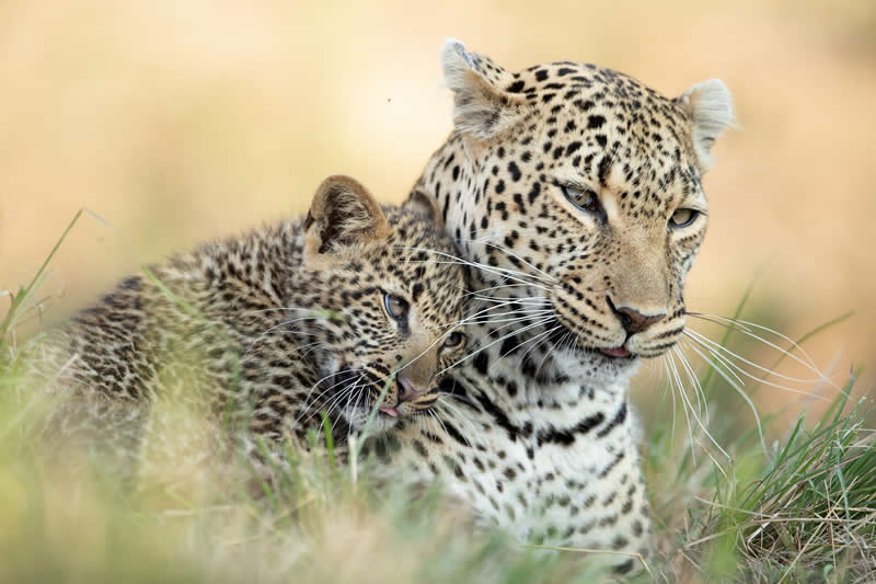 So cute by Johan Willems, Belgium - Academy Photo Awards 2026 Wildlife Winners
