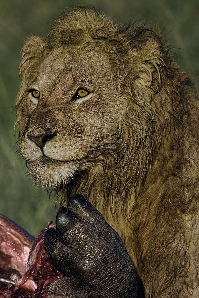 The hippo killer by Graeme Guy, Malaysia - Academy Photo Awards 2026 Wildlife Winners