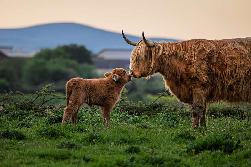 Smooch by Antti Valos, Ireland - Academy Photo Awards 2026 Wildlife Winners