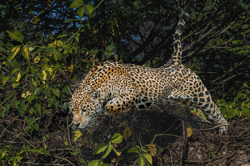 Yaguarete by Ronaldo Andrade, Brazil - Academy Photo Awards 2026 Wildlife Winners