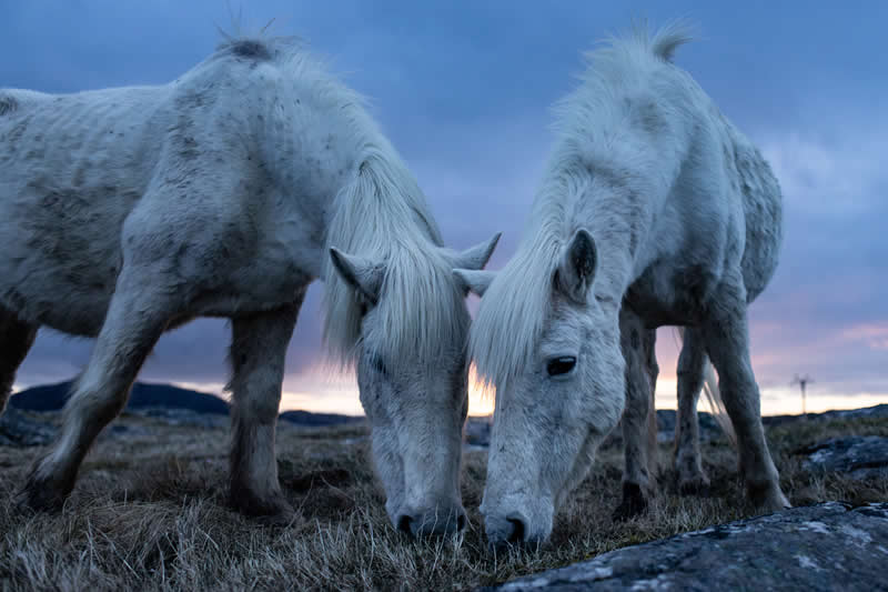Harmony by Emily Whitney, United Kingdom (UK) - Academy Photo Awards 2026 Wildlife Winners