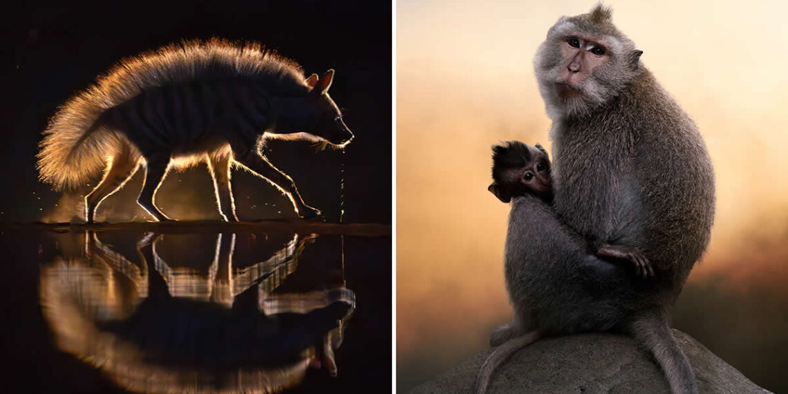 Wildlife Photos From the Academy Photo Awards 2026