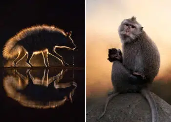 Wildlife Photos From the Academy Photo Awards 2026