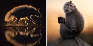 Wildlife Photos From the Academy Photo Awards 2026