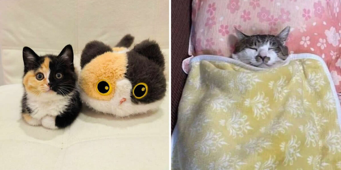 Cats Who Prove That Being Cute Is the Perfect Cover for Mischief