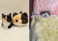 Cats Who Prove That Being Cute Is the Perfect Cover for Mischief