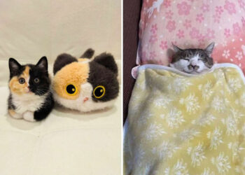 Cats Who Prove That Being Cute Is the Perfect Cover for Mischief