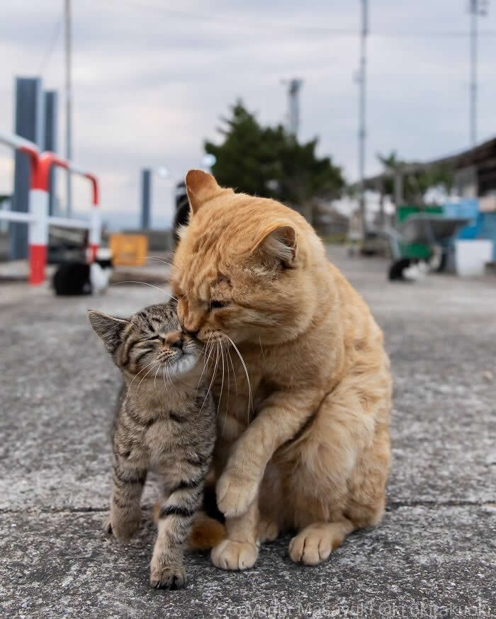 An orange mother cat affectionately licks a gray tabby kitten on a quiet street, captured from a low angle with a softly blurred background, creating a heartwarming and funny feline moment.