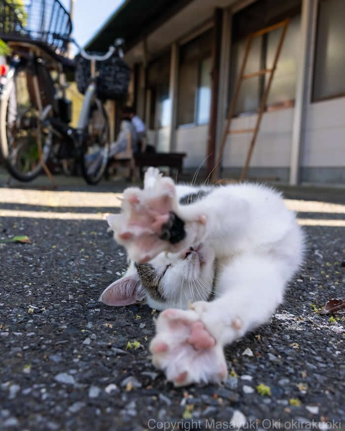 A playful white-and-tabby kitten lies on a street with its paws stretched toward the camera, captured from a low angle with a blurred bicycle and buildings in the background.