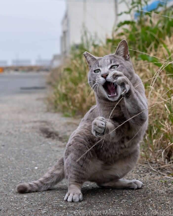 A gray tabby street cat stands on a quiet roadside with raised paws and an open mouth, appearing to box or hiss, captured from a low angle with a softly blurred background.
