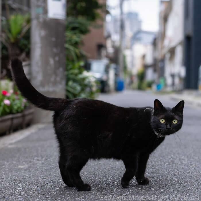 A black street cat pauses on a quiet alley, looking directly at the camera with bright green eyes, photographed at eye level with a softly blurred urban background.