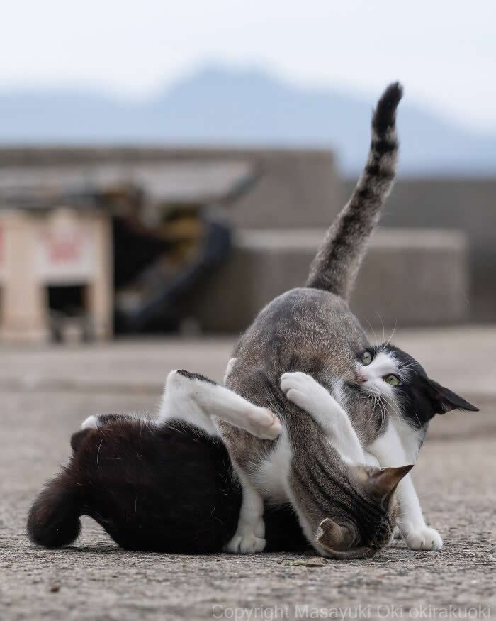 Two playful street kittens wrestle on a concrete surface, with one gently biting the other's tail while both tumble together, captured from a low angle against a softly blurred background.
