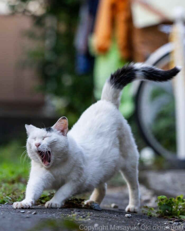 A white street cat with a black-tipped tail stretches and yawns widely on a sidewalk, photographed from a low angle with a softly blurred background featuring greenery and a bicycle.
