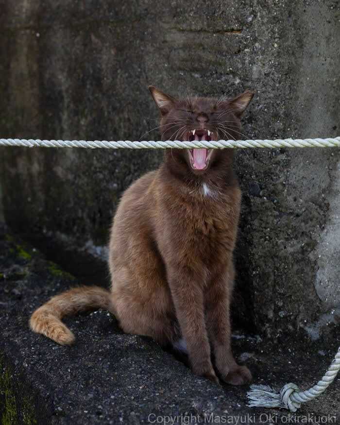 A brown street cat sits against a concrete wall, yawning widely as a white rope aligns across its face, creating a funny visual illusion captured with perfect timing.