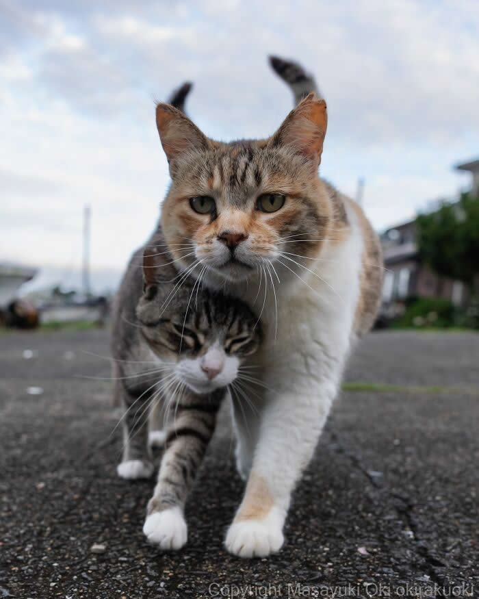 A mother street cat walks toward the camera while her small tabby kitten hides beneath her chest, photographed from a low angle with a softly blurred background, creating a heartwarming and humorous scene.