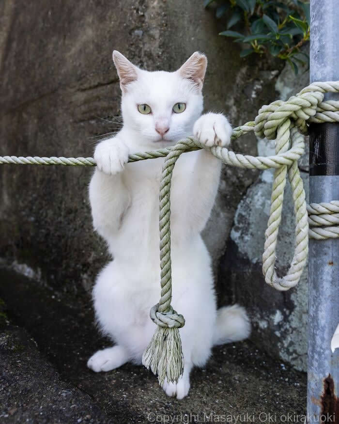 A white street cat stands on its hind legs while holding onto a thick rope with both front paws, photographed head-on against a textured stone wall, creating a funny human-like pose.